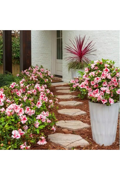 Азалия Старберст в ландшафте